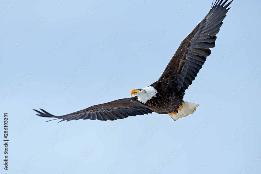 Fototapeta premium Bald Eagle in flight, soaring on light blue sky.