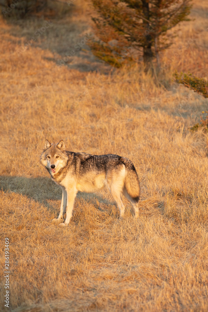 Beautiful Grey Wolves in autumn Beautiful Grey Wolves in autumn