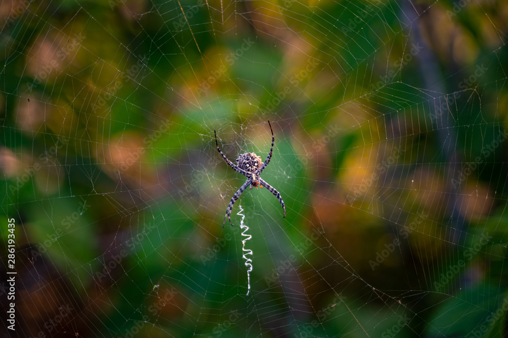 Spider on spider web Spider on spider web