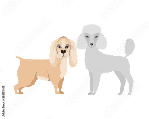 cute and adorable dogs on white background
