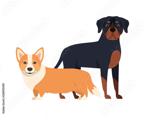 cute and adorable dogs on white background