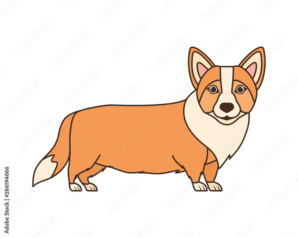 cute welsh corgi dog on white background cute welsh corgi dog on white background