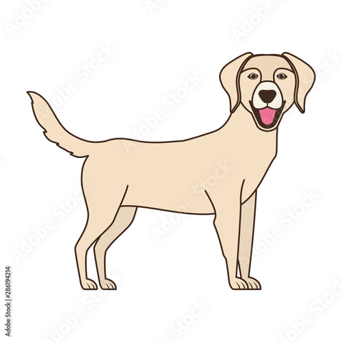 cute labrador retriever dog on white background