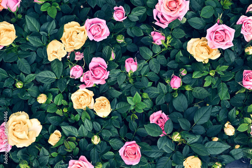 Wallpaper Mural roses miniature background Torontodigital.ca