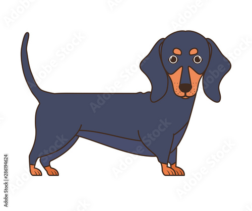 cute dachshund dog on white background