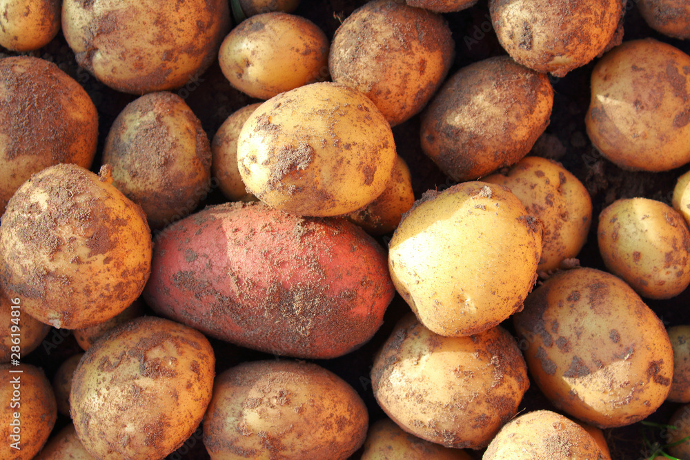 Fresh ripe dug potato. Close-up. Top view. Background. Texture. Fresh ripe dug potato. Close-up. Top view. Background. Texture.