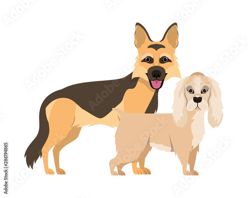 cute and adorable dogs on white background