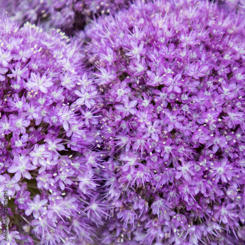 Closeup of the florets of flowers belonging to an Allium hybrid called Globemaster  an ornamental onion.