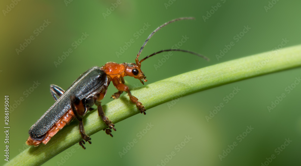 Black and red small insect (cantharis livida) - close up - macro photography Black and red small insect (cantharis livida) - close up - macro photography
