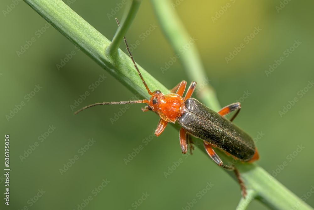 Black and red small insect (cantharis livida) - close up - macro photography Black and red small insect (cantharis livida) - close up - macro photography