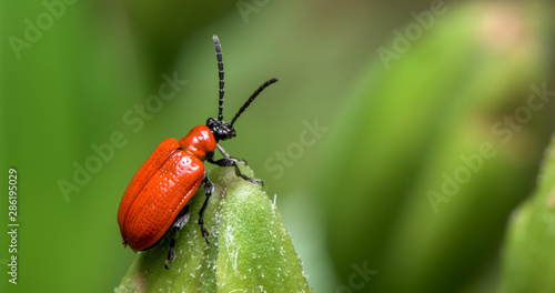 The scarlet lily beetle, red lily beetle, or lily leaf beetle - Lilioceris merdigera - close up - macro photography © Marcin