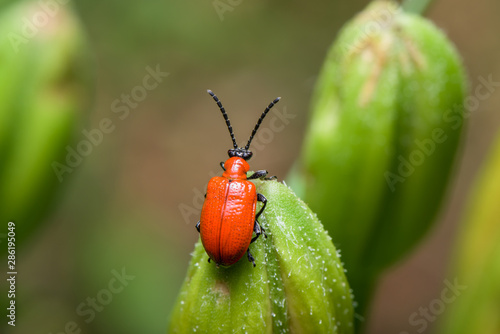 The scarlet lily beetle, red lily beetle, or lily leaf beetle - Lilioceris merdigera - close up - macro photography photo