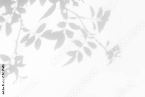 Overlay effect for photo. Gray shadow of the wild roses leaves on a white wall. Abstract neutral nature concept blurred background. Space for text. photo