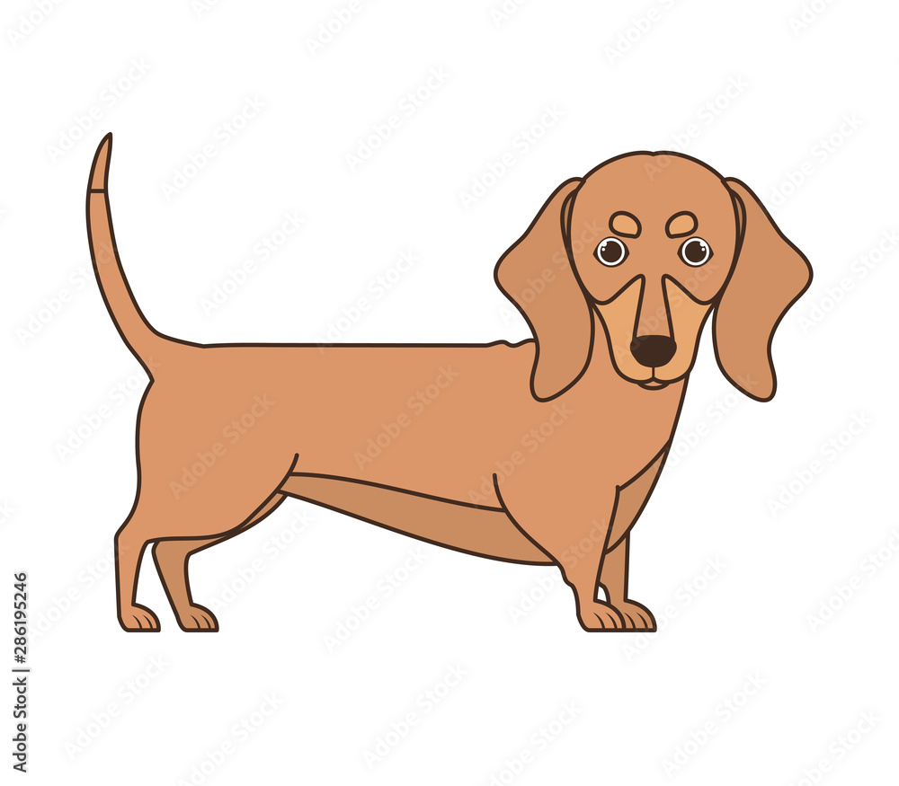 cute dachshund dog on white background cute dachshund dog on white background