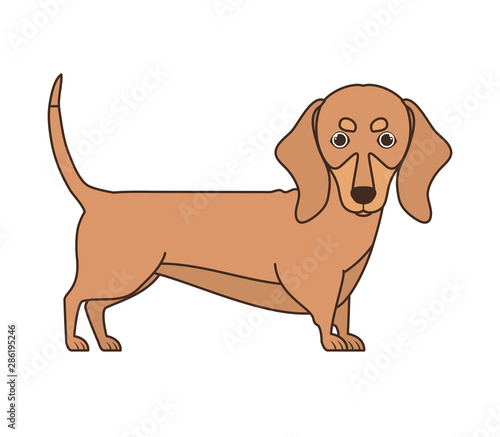 cute dachshund dog on white background