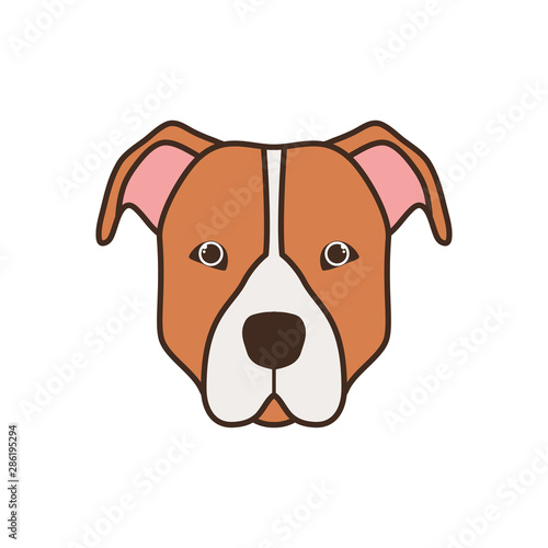 cute pitbull dog on white background