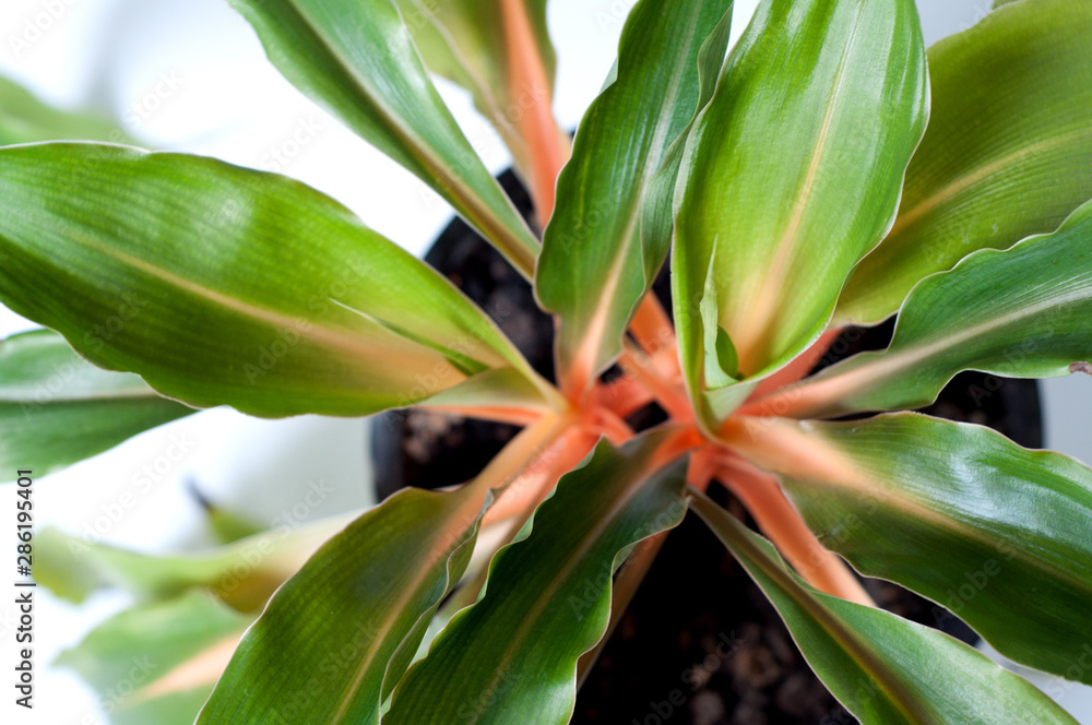 Chlorophytum orchidastrum “Green Orange” Asparagaceae family. Stock ...