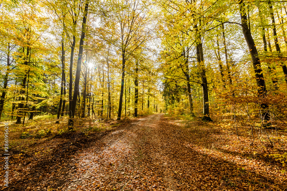 Fototapeta premium Jesienna przyroda z łąkami i lasami piękna panorama spokojny dzień.