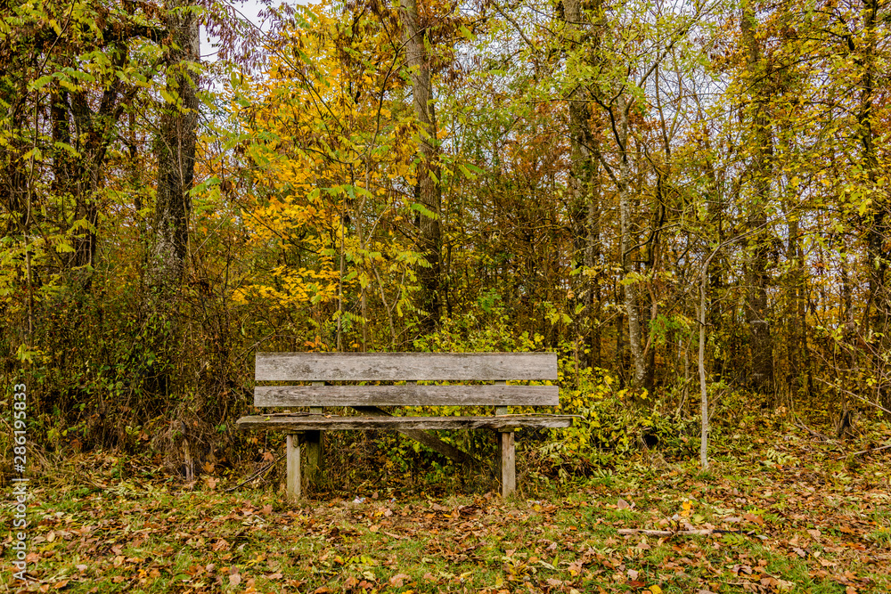 Autumn mood calm bench in nature nice calm atmosphere.