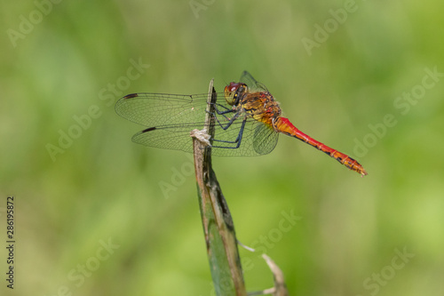Ruddy darter (Sympetrum sanguineum) resting on the top of a leaf