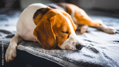 Photography Beagle dog sleeping on a sofa. Copy space
