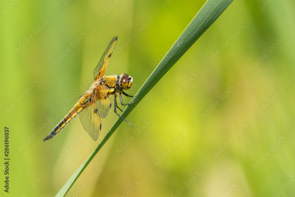 four-spotted chaser (Libellula quadrimaculata) resting on a leaf four-spotted chaser (Libellula quadrimaculata) resting on a leaf