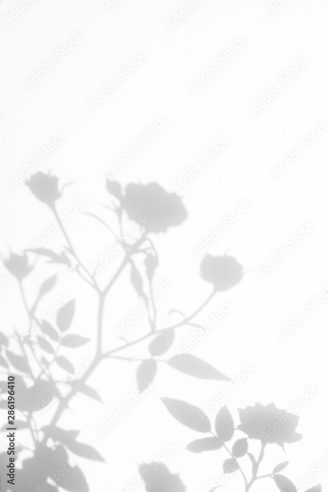 Overlay effect for photo. Gray shadow of the wild roses leaves and flowers on a white wall. Abstract neutral nature concept blurred background. Space for text. Overlay effect for photo. Gray shadow of the wild roses leaves and flowers on a white wall. Abstract neutral nature concept blurred background. Space for text.