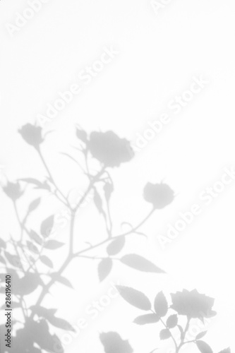 Overlay effect for photo. Gray shadow of the wild roses leaves and flowers on a white wall. Abstract neutral nature concept blurred background. Space for text.