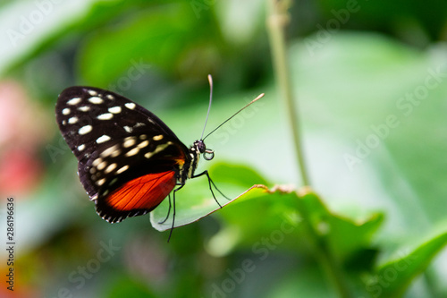 Close up orange butterfly on green leaf. Beautiful summer backgound.