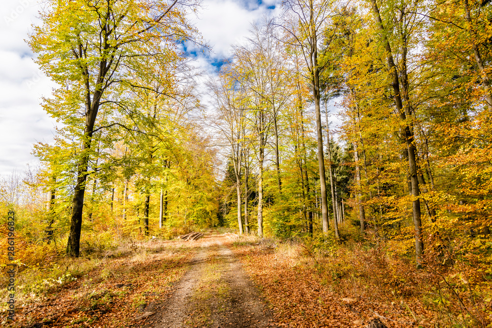 beautiful landscape in the nature. Trees fields and no people.