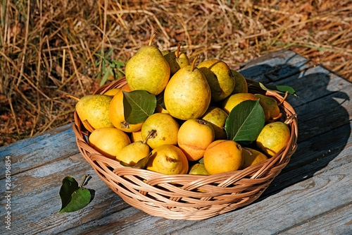 Yellow and green pears in the garden in a beautiful wicker basket. The concept of the fall harvest. The concept of the harvest and agriculture. Preparation of juices from pears and apples