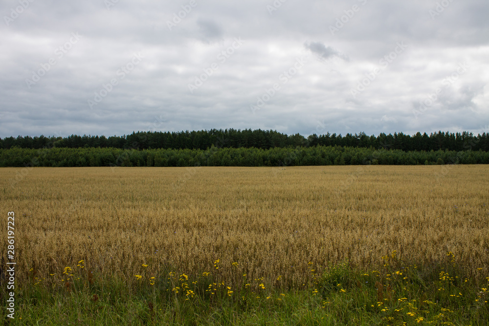 Obraz premium Field of ripe wheat with trees in the background
