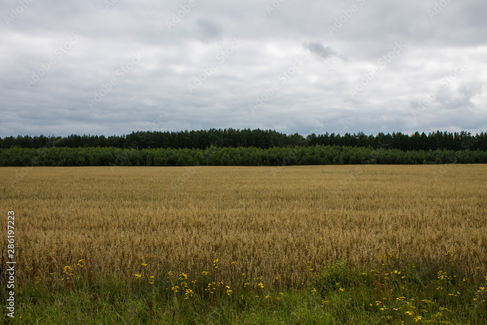 Field of ripe wheat with trees in the background
