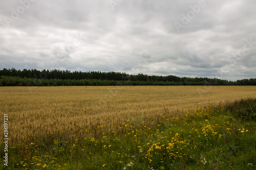 Field of ripe wheat with trees in the background