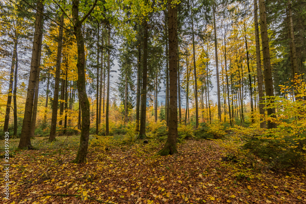 Obraz premium beautiful landscape in the nature. Trees fields and no people.