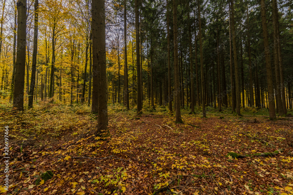 beautiful landscape in the nature. Trees fields and no people. beautiful landscape in the nature. Trees fields and no people.