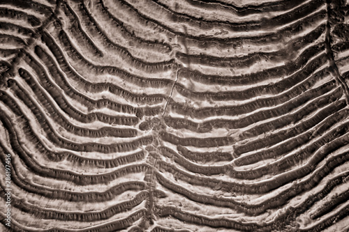 Microscopic image of Sardine scale