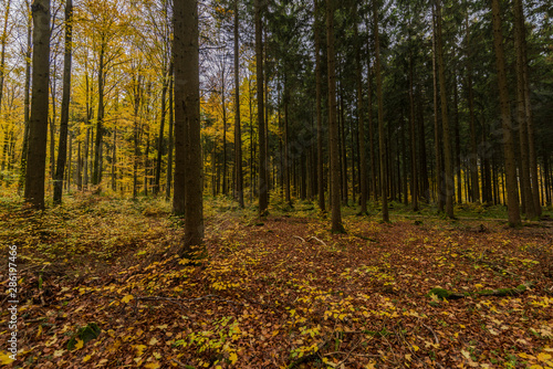 beautiful landscape in the nature. Trees fields and no people.