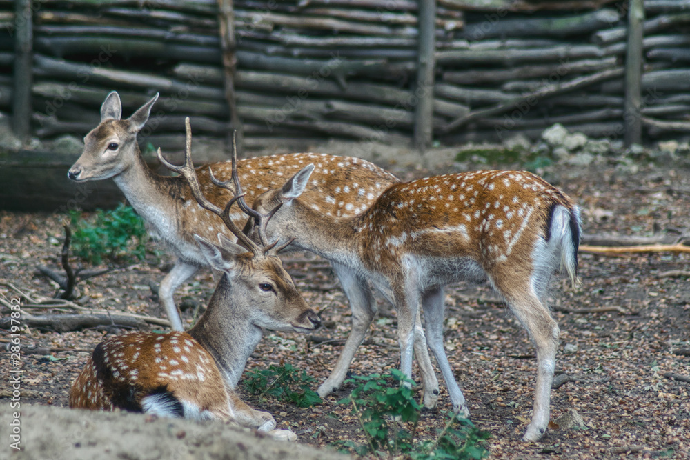 fallow deer family, two females and one male