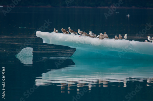 Glaucous Winged Gulls on Iceberg, Endicott Arm, Alaska photo