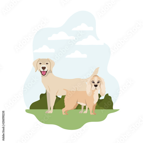 cute and adorable dogs on white background