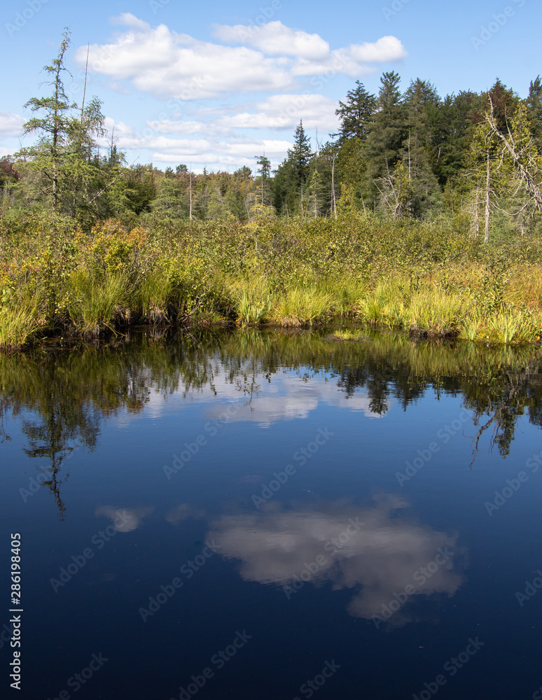 Green vegetation and blue sky are reflected in a blue water of a bog in Muskoka on a summer day