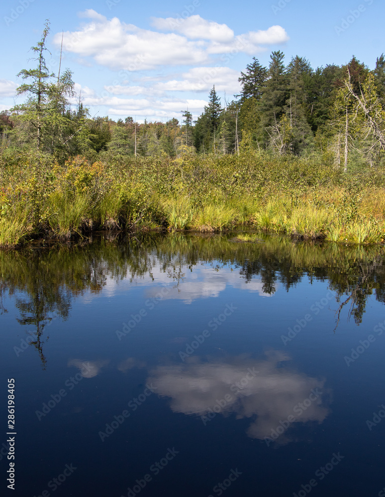 Green vegetation and blue sky are reflected in a blue water of a bog in Muskoka on a summer day Green vegetation and blue sky are reflected in a blue water of a bog in Muskoka on a summer day
