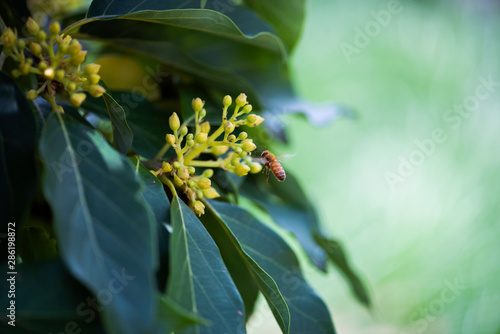 mexicola avocado tree set with buds and flowers in springtime, green leaves and yellow flowers, buds of avocado tree, blossoming fruit tree with pollinating honey bee, tree setting fruit in spring