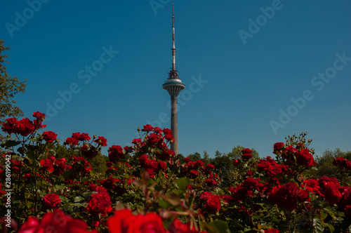 Roses in Tallin botanical garden and television tower