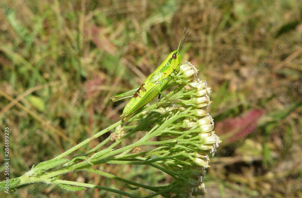 Green grasshopper on yarrow flowers in the meadow, closeup