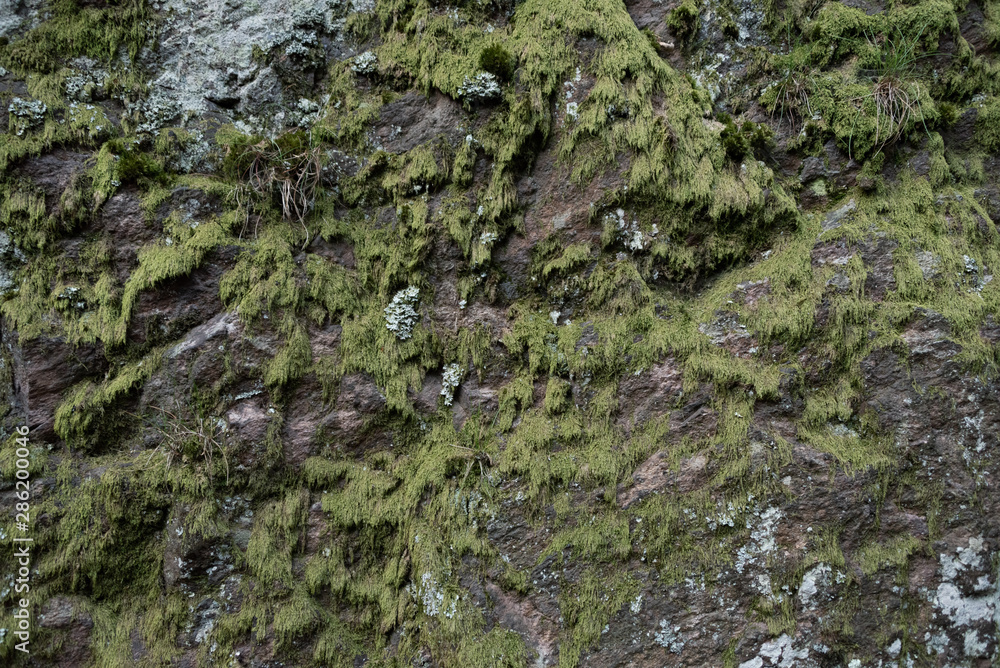 Obraz premium green moss on a rock