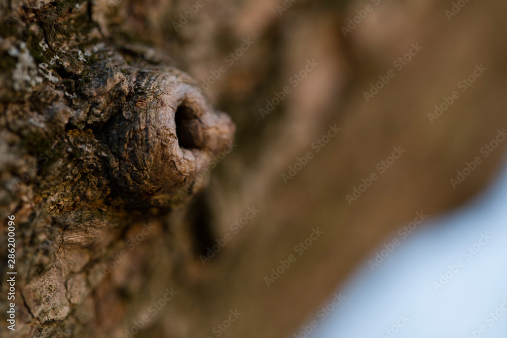 Fototapeta premium Nature wood flaws macro texture