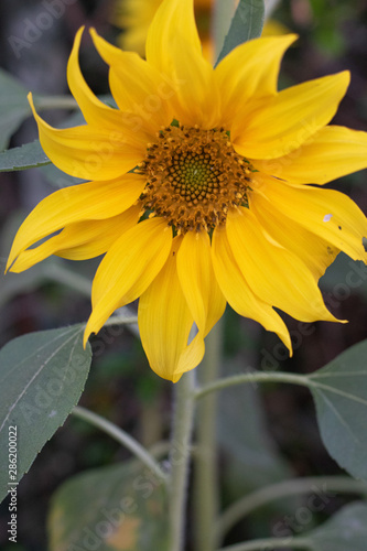 sunflower in garden