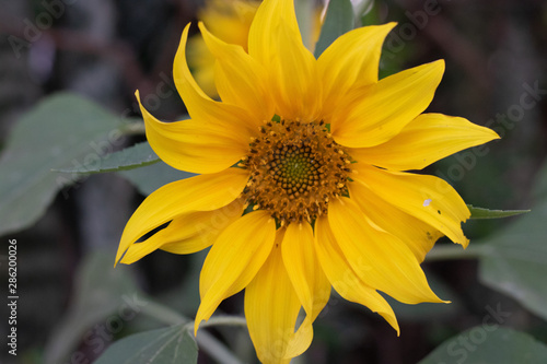 closeup of sunflower